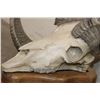 Image 7 : Massive Reproduction DESERT SHEEP Skull and Horns on a Wood Table Pedestal
