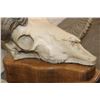 Image 8 : Massive Reproduction DESERT SHEEP Skull and Horns on a Wood Table Pedestal
