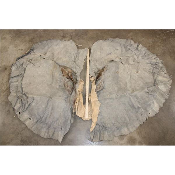 Pair of (2) African ELEPHANT Ears (ONE$)