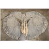 Image 1 : Pair of (2) African ELEPHANT Ears (ONE$)