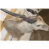 Image 10 : ELAND Shoulder Mount