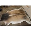 Image 2 : *Brand New* XXL COW HIDE with several Brand Scars
