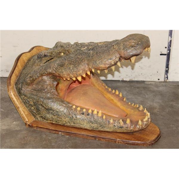 XL CROCODILE Head with *Real Skin* and *Real Teeth* mounted on a Wood Pedestal