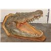 Image 1 : XL CROCODILE Head with *Real Skin* and *Real Teeth* mounted on a Wood Pedestal