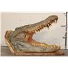 Image 3 : XL CROCODILE Head with *Real Skin* and *Real Teeth* mounted on a Wood Pedestal