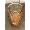 Image 5 : XL CROCODILE Head with *Real Skin* and *Real Teeth* mounted on a Wood Pedestal