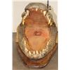 Image 6 : XL CROCODILE Head with *Real Skin* and *Real Teeth* mounted on a Wood Pedestal