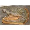 Image 7 : XL CROCODILE Head with *Real Skin* and *Real Teeth* mounted on a Wood Pedestal