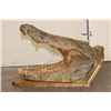 Image 8 : XL CROCODILE Head with *Real Skin* and *Real Teeth* mounted on a Wood Pedestal