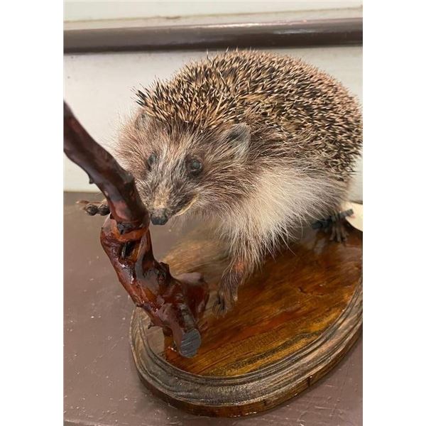 *Rarely Seen* Life-sized EUROPEAN HEDGEHOG Mounted on a Wood Base