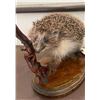 Image 1 : *Rarely Seen* Life-sized EUROPEAN HEDGEHOG Mounted on a Wood Base