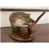 Image 3 : *Rarely Seen* Life-sized EUROPEAN HEDGEHOG Mounted on a Wood Base
