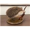 Image 4 : *Rarely Seen* Life-sized EUROPEAN HEDGEHOG Mounted on a Wood Base