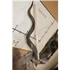 Image 13 : Big KUDU Shoulder Mount