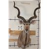 Image 1 : Big KUDU Shoulder Mount