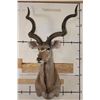 Image 2 : Big KUDU Shoulder Mount