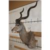 Image 3 : Big KUDU Shoulder Mount