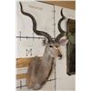 Image 4 : Big KUDU Shoulder Mount