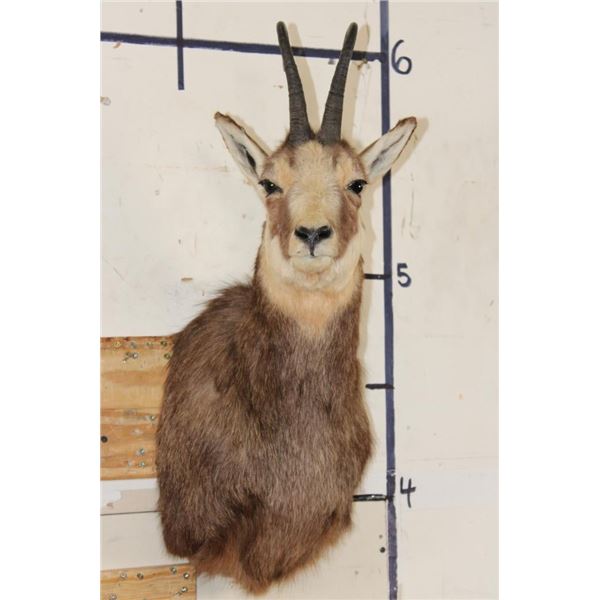 CHAMOIS Shoulder Mount