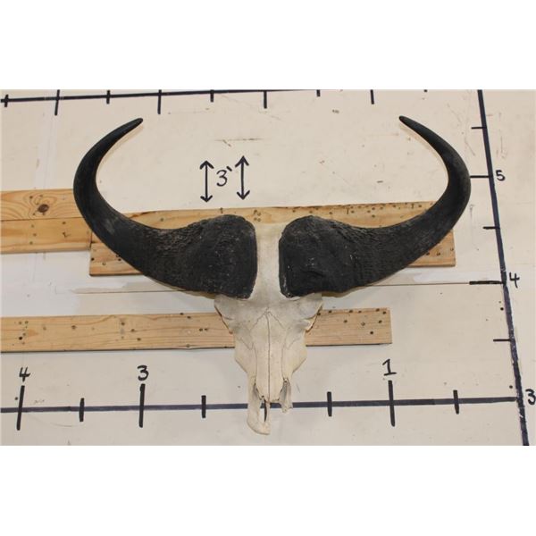 CAPE BUFFALO Skull with All its Teeth and a Wire Hanger