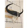 Image 3 : CAPE BUFFALO Skull with All its Teeth and a Wire Hanger