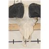 Image 5 : CAPE BUFFALO Skull with All its Teeth and a Wire Hanger