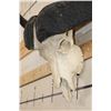 Image 6 : CAPE BUFFALO Skull with All its Teeth and a Wire Hanger