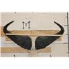 Image 7 : CAPE BUFFALO Skull with All its Teeth and a Wire Hanger