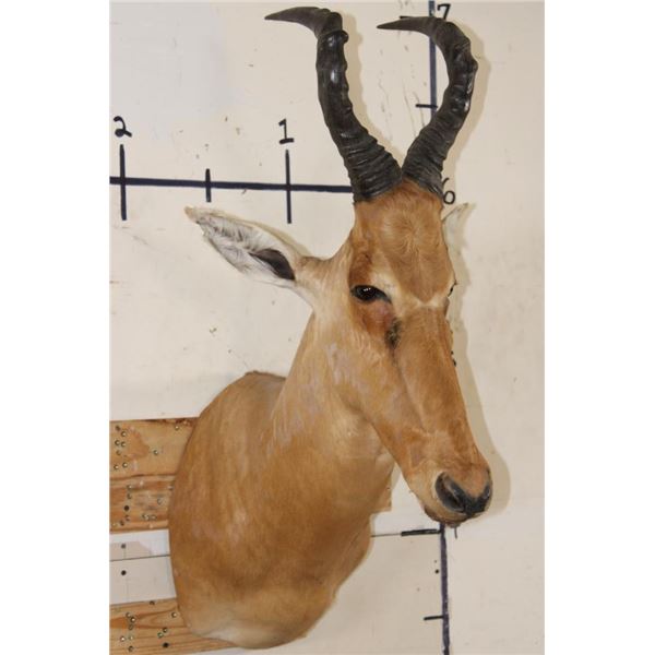 *Rarely Seen* NEUMANN'S HARTEBEEST Shoulder Mount