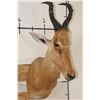 Image 1 : *Rarely Seen* NEUMANN'S HARTEBEEST Shoulder Mount