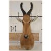 Image 2 : *Rarely Seen* NEUMANN'S HARTEBEEST Shoulder Mount