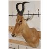 Image 3 : *Rarely Seen* NEUMANN'S HARTEBEEST Shoulder Mount