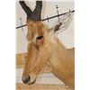 Image 4 : *Rarely Seen* NEUMANN'S HARTEBEEST Shoulder Mount