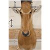 Image 5 : *Rarely Seen* NEUMANN'S HARTEBEEST Shoulder Mount