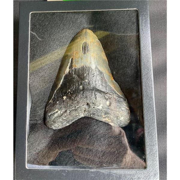 Over 5" Tall Monster Size MEGALODON SHARK Tooth Fossil in a Glass Display Case