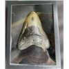 Image 1 : Over 5" Tall Monster Size MEGALODON SHARK Tooth Fossil in a Glass Display Case