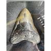 Image 2 : Over 5" Tall Monster Size MEGALODON SHARK Tooth Fossil in a Glass Display Case