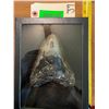 Image 3 : Over 5" Tall Monster Size MEGALODON SHARK Tooth Fossil in a Glass Display Case