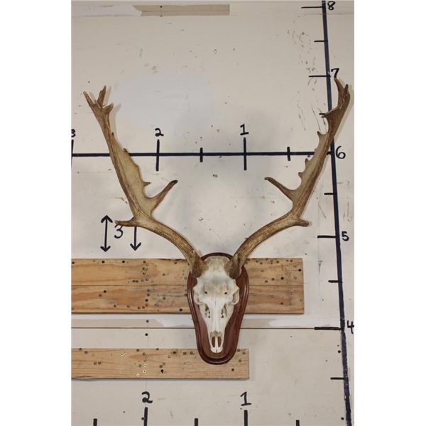 XXL FALLOW DEER Skull on a Wooden Plaque