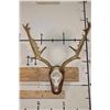 Image 1 : XXL FALLOW DEER Skull on a Wooden Plaque