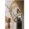 Image 3 : XXL FALLOW DEER Skull on a Wooden Plaque
