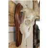 Image 4 : XXL FALLOW DEER Skull on a Wooden Plaque