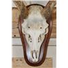 Image 5 : XXL FALLOW DEER Skull on a Wooden Plaque