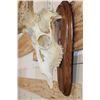 Image 6 : XXL FALLOW DEER Skull on a Wooden Plaque