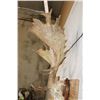 Image 9 : XXL FALLOW DEER Skull on a Wooden Plaque
