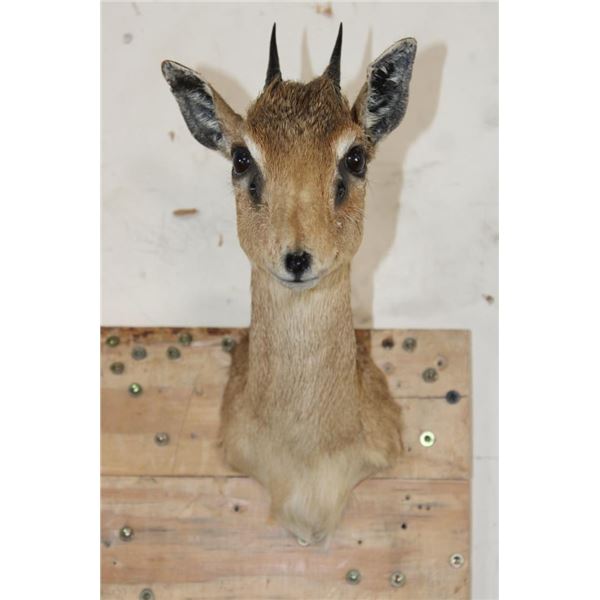 GUNTHER'S DIK-DIK Shoulder Mount