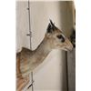 Image 4 : GUNTHER'S DIK-DIK Shoulder Mount