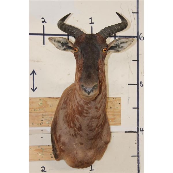 TSESSEBE Shoulder Mount