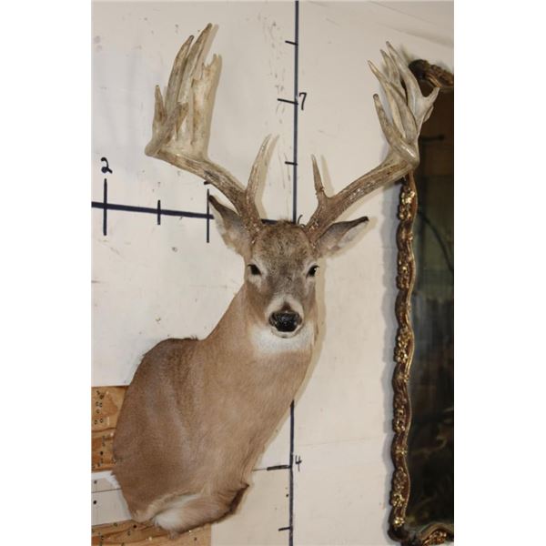 15-Point Typical WHITETAIL DEER Shoulder Mount with a Heavy Rack