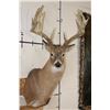 Image 1 : 15-Point Typical WHITETAIL DEER Shoulder Mount with a Heavy Rack